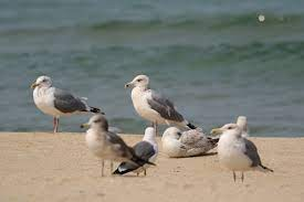 seagulls on ground