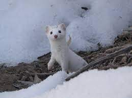 white weasel in snow