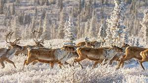 herd of elk in snow