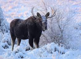 moose in snow