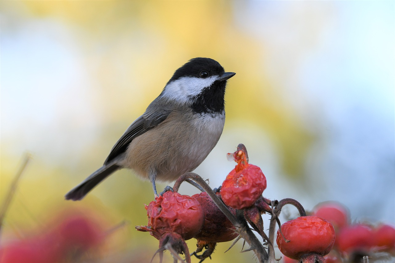 chickadee on branch of red berries