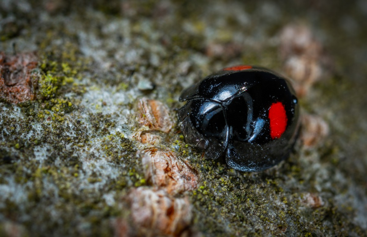 black and red ladybug