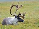 elk lying on grass