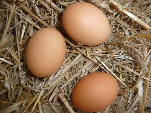 eggs in nest
