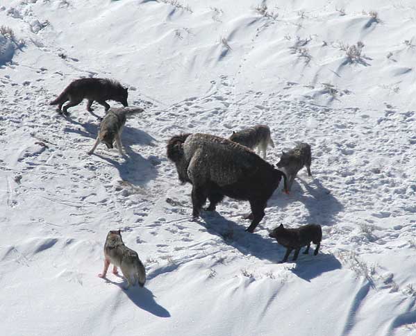 wolf pack on hunt