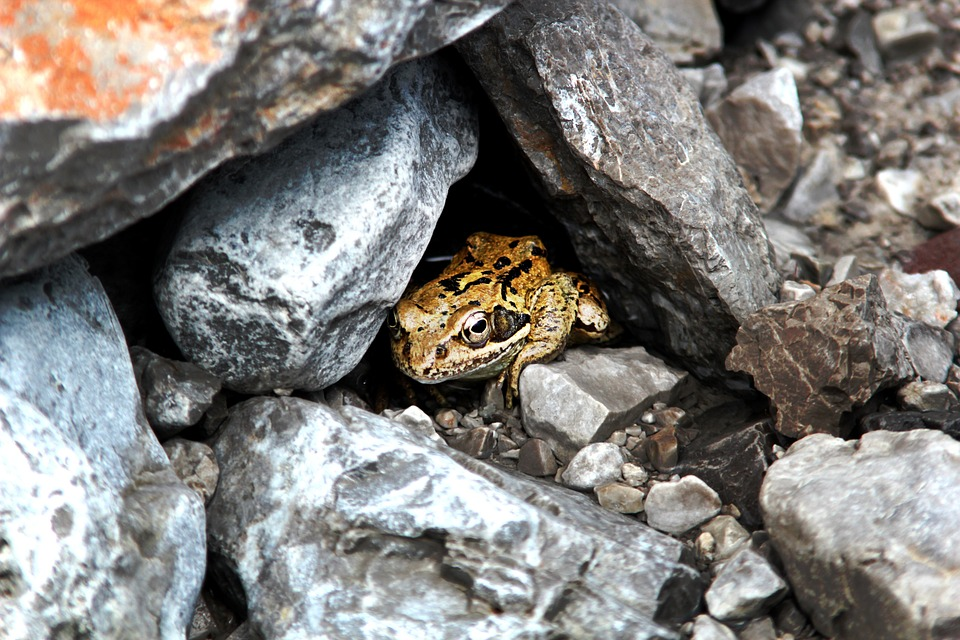 frog hidden in rocks