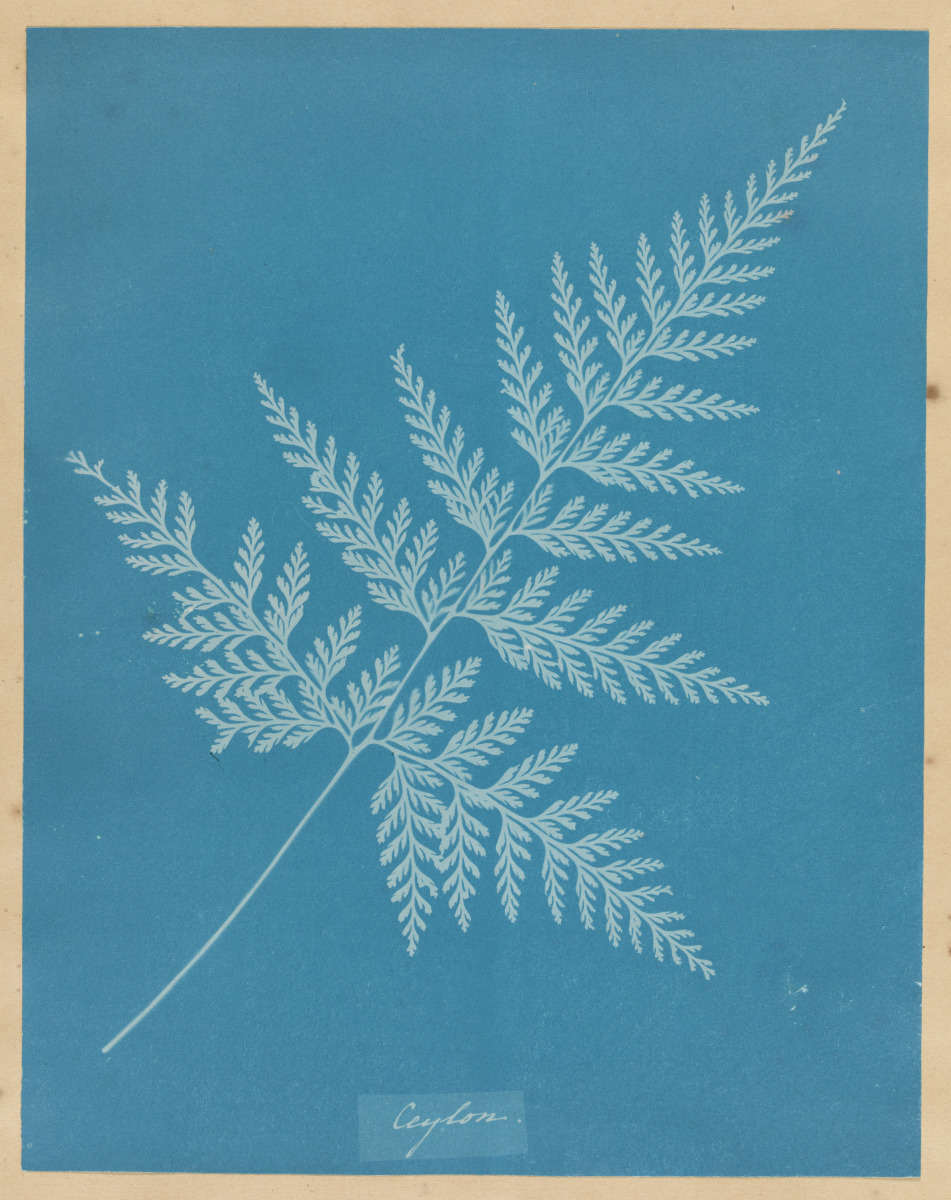 Anna Atkins, English, 1797-1871 (Artist)
Ceylon (Fern Specimen), ca. 1850, printed 1854
From Cyanotypes of British and Foreign Flowering Plants and Ferns (Series Title)
Cyanotype photogram
Virginia Museum of Fine Arts, 88.117