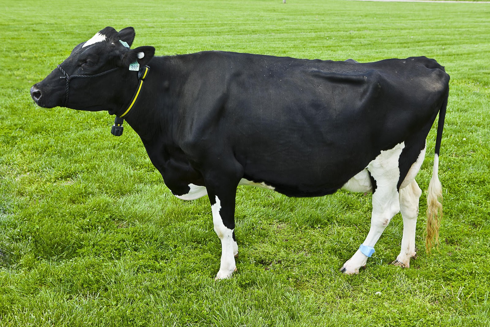 Cow with a sensor on its collar
