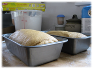 Unbaked dough rising in metal loaf pans